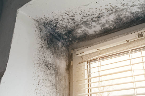 Affordable Mold Cleanup solutions in Eaton, CO